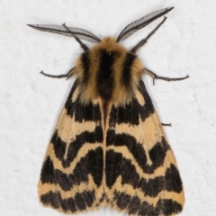 Spilosoma curvata (Crimson Tiger Moth) at Melba, ACT - 21 Oct 2021 by kasiaaus