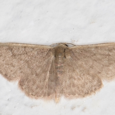 Idaea (genus) (A Geometer Moth) at Melba, ACT - 21 Oct 2021 by kasiaaus