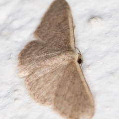 Idaea (genus) at Melba, ACT - 21 Oct 2021