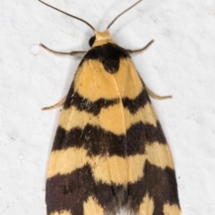 Thallarcha partita (Dark-banded Footman) at Melba, ACT - 21 Oct 2021 by kasiaaus