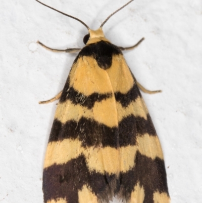 Thallarcha partita (Dark-banded Footman) at Melba, ACT - 21 Oct 2021 by kasiaaus