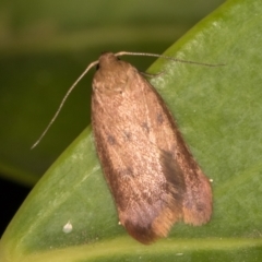 Tachystola acroxantha (A Concealer moth) at Melba, ACT - 21 Oct 2021 by kasiaaus