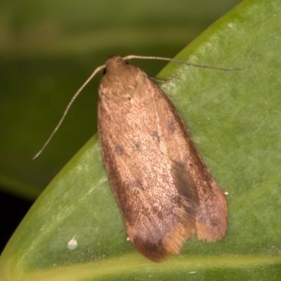 Tachystola acroxantha (A Concealer moth) at Melba, ACT - 21 Oct 2021 by kasiaaus