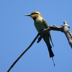 Merops ornatus (Rainbow Bee-eater) at Stromlo, ACT - 21 Dec 2021 by jb2602