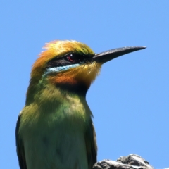 Merops ornatus at Stromlo, ACT - 21 Dec 2021