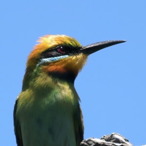 Merops ornatus at Stromlo, ACT - 21 Dec 2021