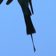 Merops ornatus at Stromlo, ACT - 21 Dec 2021