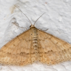 Scopula rubraria (Reddish Wave, Plantain Moth) at Melba, ACT - 21 Oct 2021 by kasiaaus