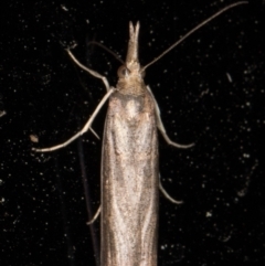 Etiella behrii (Lucerne Seed Web Moth) at Melba, ACT - 21 Oct 2021 by kasiaaus