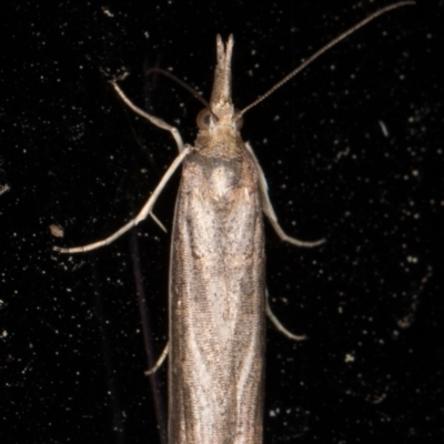 Etiella behrii (Lucerne Seed Web Moth) at Melba, ACT - 21 Oct 2021 by kasiaaus