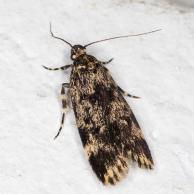 Barea codrella (A concealer moth) at Melba, ACT - 21 Oct 2021 by kasiaaus