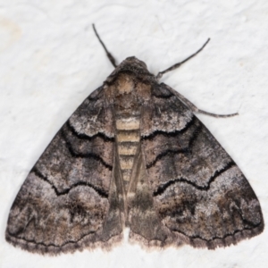 Dysbatus undescribed species at Melba, ACT - 22 Oct 2021