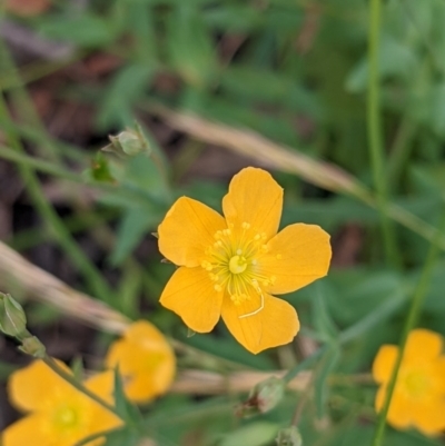 Hypericum gramineum (Small St Johns Wort) at Currawang, NSW - 27 Dec 2021 by camcols