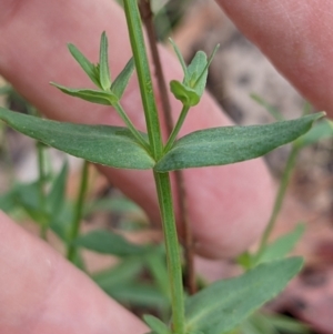 Hypericum gramineum at Currawang, NSW - suppressed