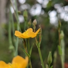 Hypericum gramineum at Currawang, NSW - suppressed