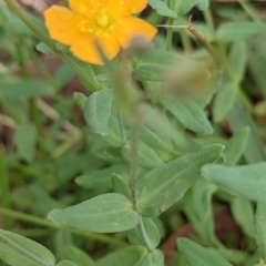 Hypericum gramineum at Currawang, NSW - suppressed