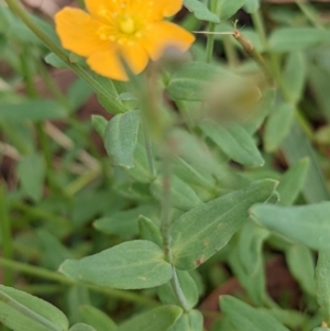 Hypericum gramineum at Currawang, NSW - 27 Dec 2021