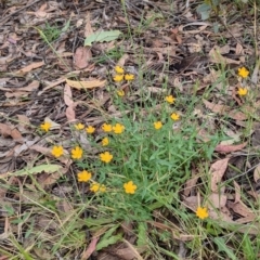 Hypericum gramineum at Currawang, NSW - 27 Dec 2021