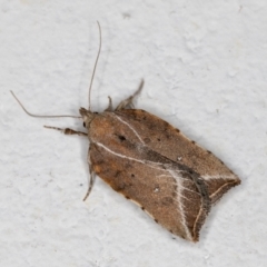 Arachnographa micrastrella (A concealer moth) at Melba, ACT - 22 Oct 2021 by kasiaaus
