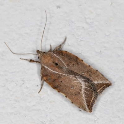 Arachnographa micrastrella (A concealer moth) at Melba, ACT - 22 Oct 2021 by kasiaaus