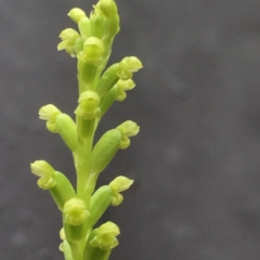Microtis parviflora (Slender Onion Orchid) at Hackett, ACT - 27 Dec 2021 by petersan
