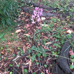 Dipodium roseum at Watson, ACT - 27 Dec 2021