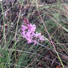 Dipodium roseum (Rosy hyacinth orchid) at Hackett, ACT - 26 Dec 2021 by petersan