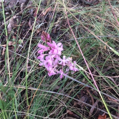 Dipodium roseum (Rosy Hyacinth Orchid) at Hackett, ACT - 26 Dec 2021 by petersan