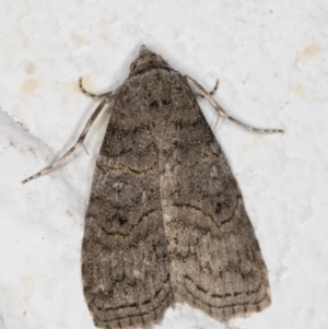 Calathusa sp nr dispila at Melba, ACT - 22 Oct 2021 08:48 PM