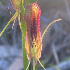 Cryptostylis hunteriana (Leafless Tongue Orchid) at Vincentia, NSW - 20 Dec 2021 by AnneG1