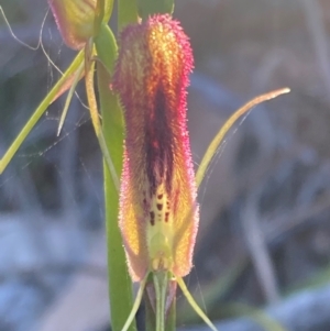 Cryptostylis hunteriana at Vincentia, NSW - 20 Dec 2021