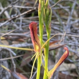 Cryptostylis hunteriana at Vincentia, NSW - suppressed