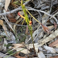 Cryptostylis hunteriana at Vincentia, NSW - 20 Dec 2021