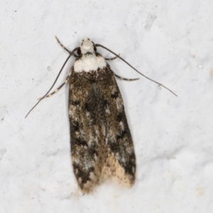 Endrosis sarcitrella at Melba, ACT - 22 Oct 2021