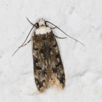 Endrosis sarcitrella (White-shouldered House Moth) at Melba, ACT - 22 Oct 2021 by kasiaaus