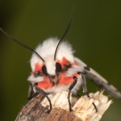 Ardices canescens (Dark-spotted Tiger Moth) at Melba, ACT - 22 Oct 2021 by kasiaaus