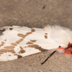 Ardices canescens at Melba, ACT - 22 Oct 2021 08:56 PM