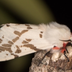 Ardices canescens at Melba, ACT - 22 Oct 2021 08:56 PM