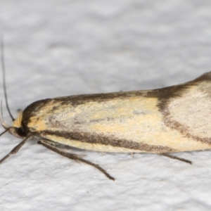 Philobota undescribed species near arabella at Melba, ACT - 22 Oct 2021