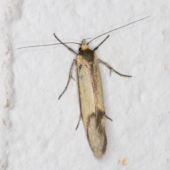 Philobota undescribed species near arabella at Melba, ACT - 22 Oct 2021