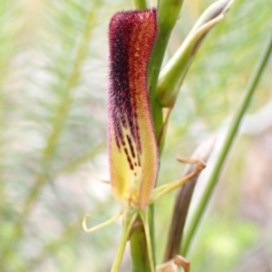 Cryptostylis hunteriana at Vincentia, NSW - suppressed