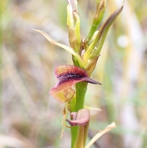 Cryptostylis hunteriana at Vincentia, NSW - suppressed