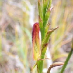 Cryptostylis hunteriana at Vincentia, NSW - suppressed