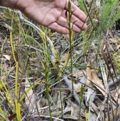 Cryptostylis hunteriana at Vincentia, NSW - suppressed