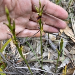 Cryptostylis hunteriana at Vincentia, NSW - suppressed