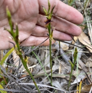 Cryptostylis hunteriana at Vincentia, NSW - suppressed