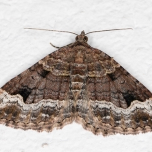 Epyaxa subidaria at Melba, ACT - 22 Oct 2021