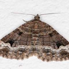 Epyaxa subidaria (Subidaria Moth) at Melba, ACT - 22 Oct 2021 by kasiaaus