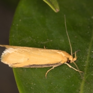 Philobota protecta at Melba, ACT - 22 Oct 2021