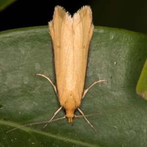 Philobota protecta at Melba, ACT - 22 Oct 2021